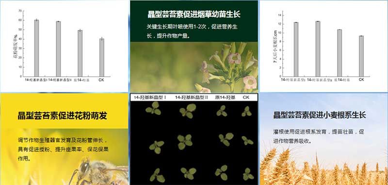 生物科技 賦能農(nóng)業(yè)穩(wěn)產(chǎn)保供——第十屆植物生長(zhǎng)調(diào)節(jié)劑發(fā)展與應(yīng)用交流會(huì)在四川眉山召開