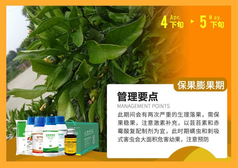 此期間會有兩次嚴(yán)重的生理落果,需保果穩(wěn)果,注意激素補充,以蕓苔素和赤霉酸復(fù)配制劑為宜,此時期螨蟲和刺吸式害蟲會大面積危害幼果,注意預(yù)防
