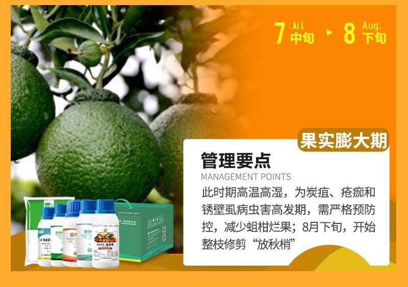 此時期高溫高濕，為炭疽、瘡癡和銹壁虱病蟲害高發(fā)期，需嚴格預防控，減少蛆柑爛果;8月下旬，開始整枝修剪“放秋梢”