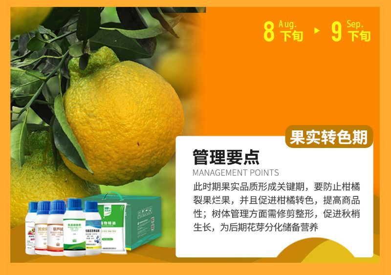 此時期果實品質形成關鍵期，要防止柑橘裂果爛果，并且促進柑橘轉色，提高商品性;樹體管理方面需修剪整形，促進秋梢生長，為后期花芽分化儲備營養(yǎng)
