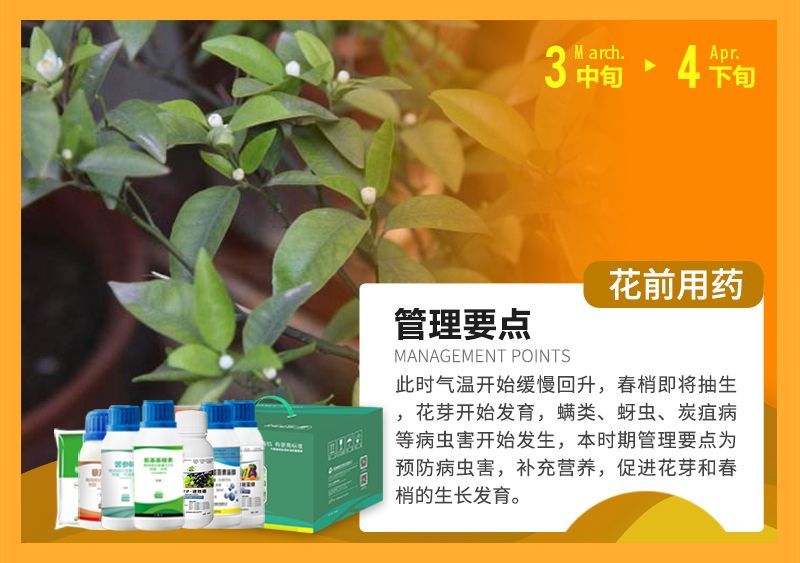此時氣溫開始緩慢回升，春梢即將抽生花芽開始發(fā)育，蠕類、蚜蟲、炭疽病等病蟲害開始發(fā)生，本時期管理要點(diǎn)為預(yù)防病蟲害，補(bǔ)充營養(yǎng)，促進(jìn)花芽和春梢的生長發(fā)育。