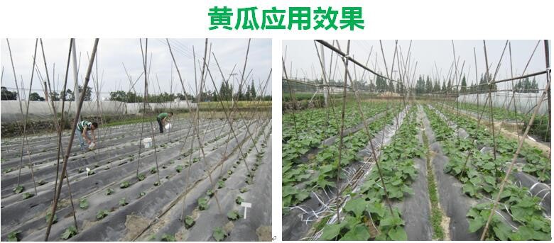 氨基寡糖素 - 植物的免疫衛(wèi)士，根結(jié)線蟲的克星