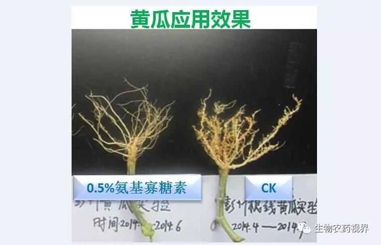 氨基寡糖素 - 植物的免疫衛(wèi)士，根結(jié)線蟲的克星
