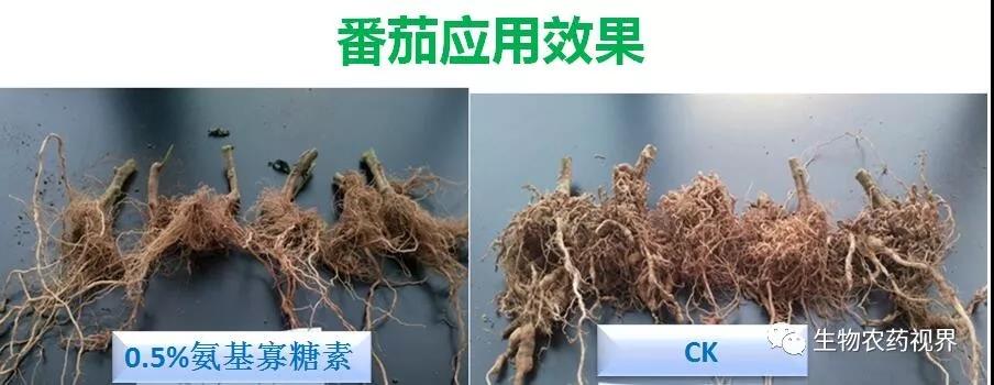 氨基寡糖素 - 植物的免疫衛(wèi)士，根結(jié)線蟲的克星