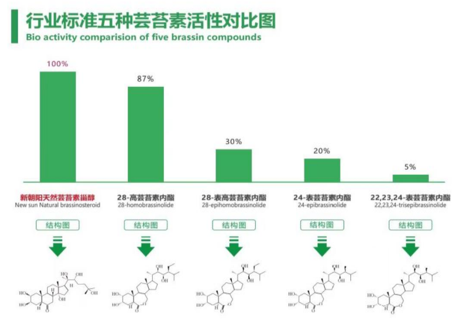 小麥拌種選新朝陽天然蕓苔素，讓小麥高產(chǎn)贏在起跑線上?。ㄐ←溤谑裁磿r(shí)候用蕓苔素效果最佳）