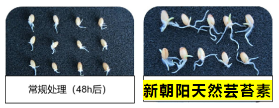 小麥拌種選新朝陽天然蕓苔素，讓小麥高產(chǎn)贏在起跑線上?。ㄐ←溤谑裁磿r(shí)候用蕓苔素效果最佳）