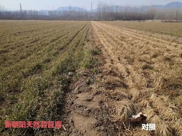 小麥拌種選新朝陽天然蕓苔素，讓小麥高產(chǎn)贏在起跑線上！（小麥在什么時(shí)候用蕓苔素效果最佳）