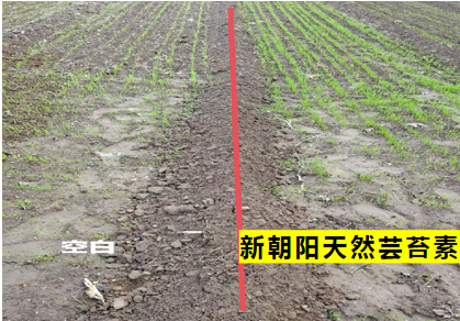 小麥拌種選新朝陽天然蕓苔素，讓小麥高產(chǎn)贏在起跑線上?。ㄐ←溤谑裁磿r(shí)候用蕓苔素效果最佳）